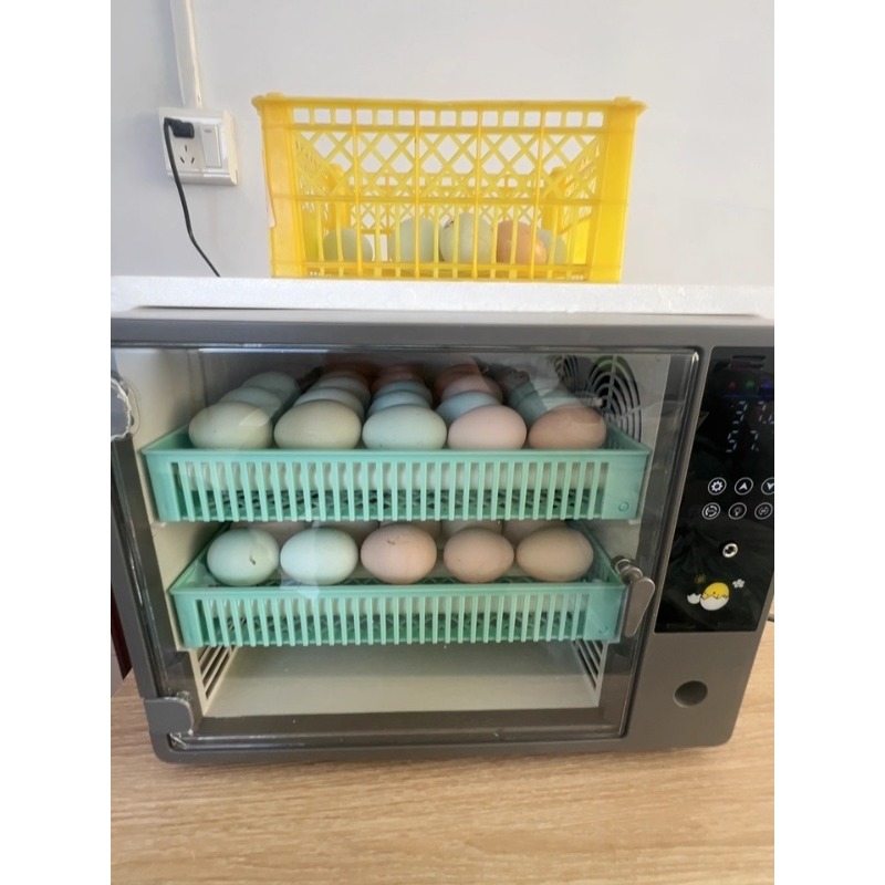 Incubadora de Huevos Totalment - Poultry Incubator reseña y precio