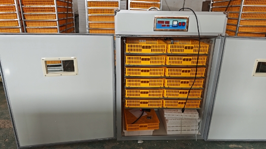 Incubadora de Huevos Grande pa - Poultry Incubator reseña y precio