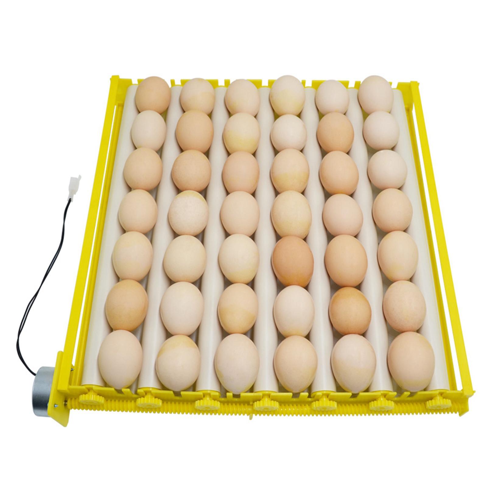 Incubadora de Huevos, 12V Auto - Poultry Incubator reseña y precio