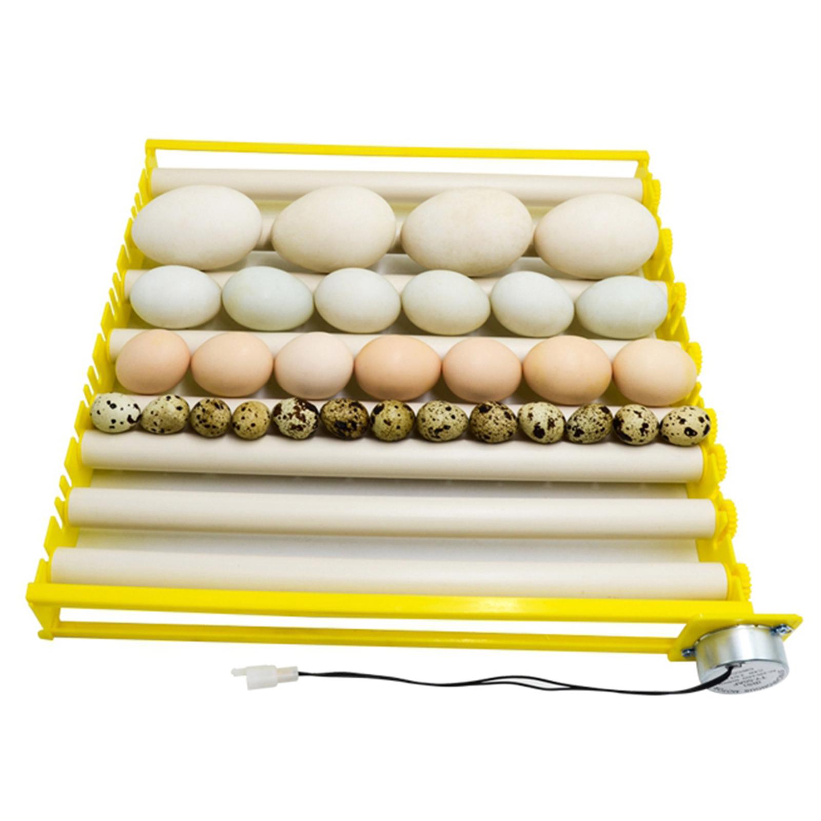 Incubadora de Huevos, 12V Auto - Poultry Incubator reseña y precio