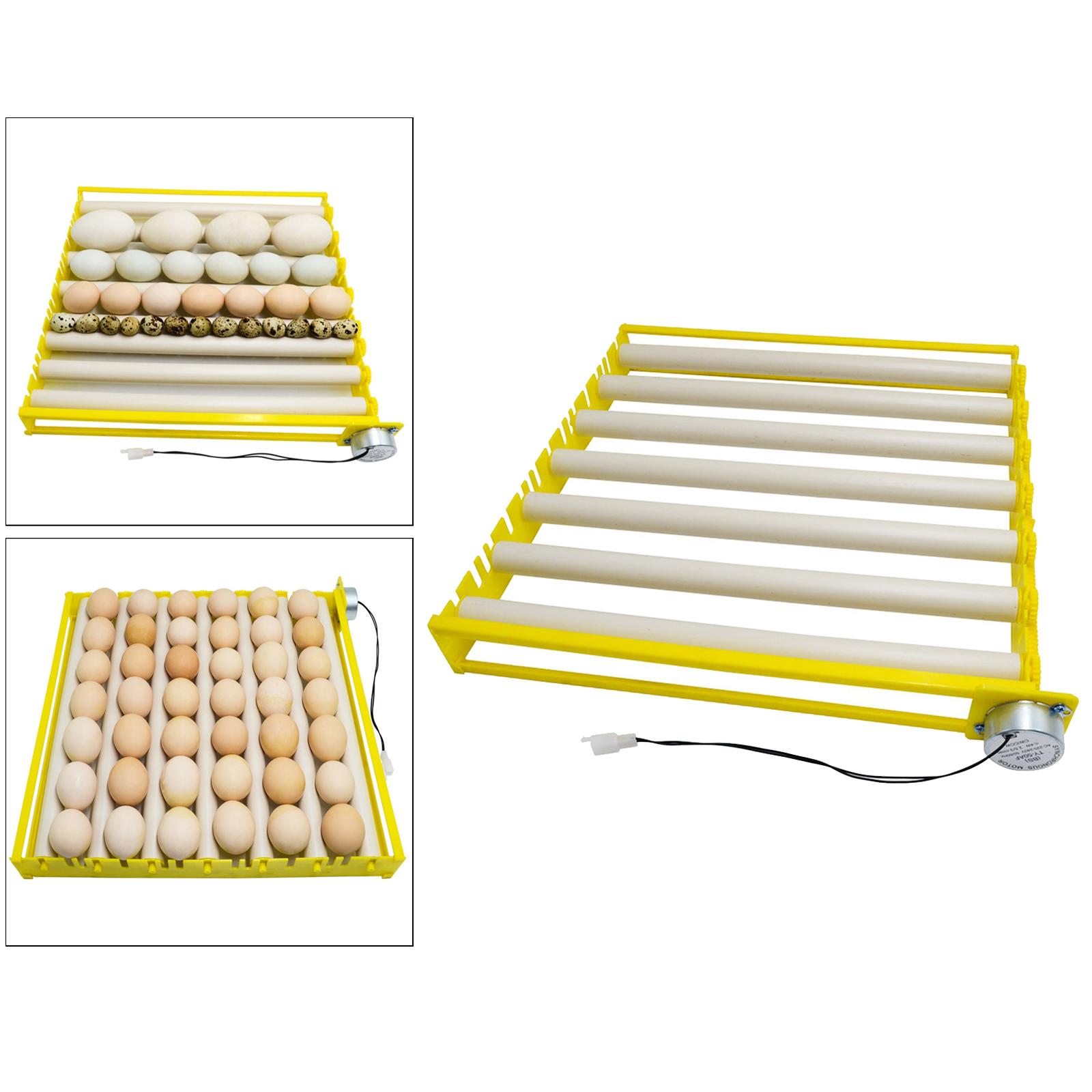 Incubadora de Huevos, 12V Auto - Poultry Incubator reseña y precio